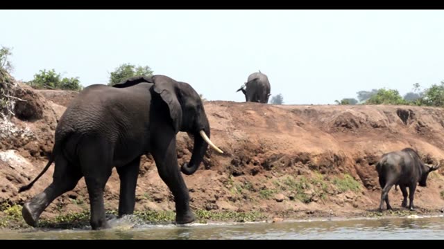 Elephant Walking Past Buffalo Bank