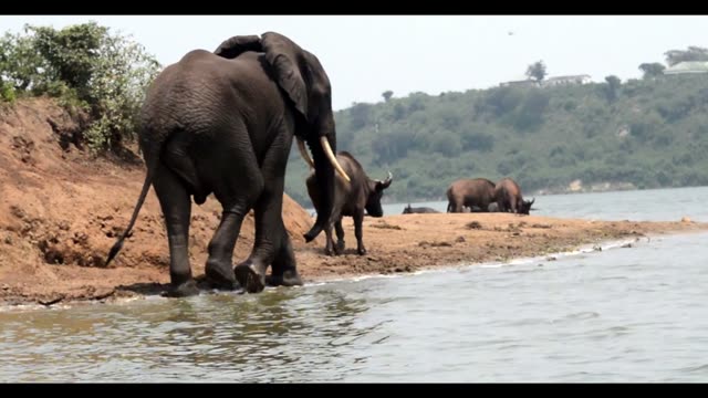 Elephant And Buffalo Sharing Shore