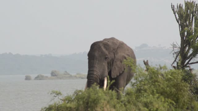 Elephant Behind Bush By Lake