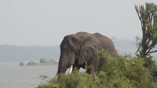 Tusker Framed By Green Bush