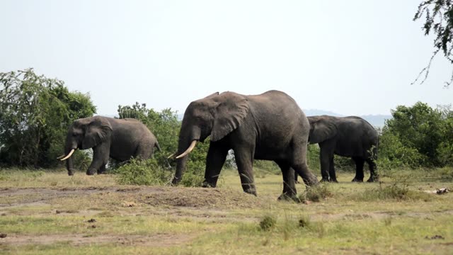 Three Elephants Walking Open Ground
