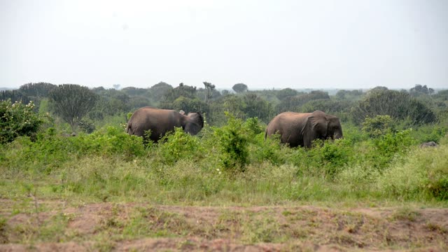 Two Elephants In Euphorbia Bush