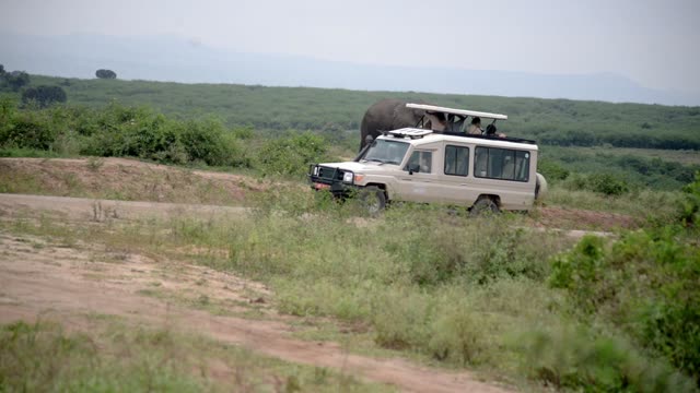 Safari Vehicle Beside Big Tusker