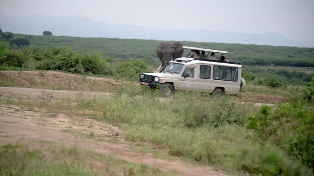 Tourists Watching Elephant From Truck