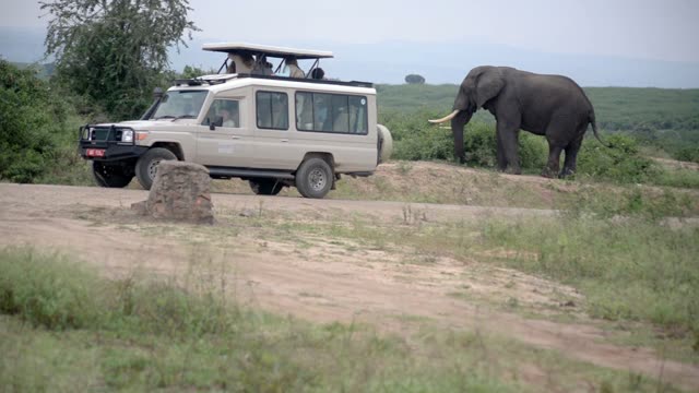 Elephant Walking Past Safari Truck