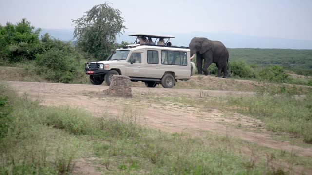 Elephant Behind Parked Safari Vehicle