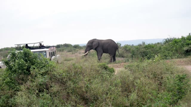 Tusker Beside Safari Vehicle Roof