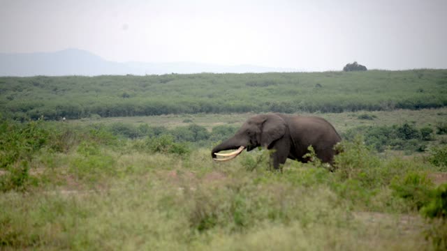 Elephant Walking Green Plain Ridge