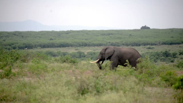 Tusker Crossing Open Grassland