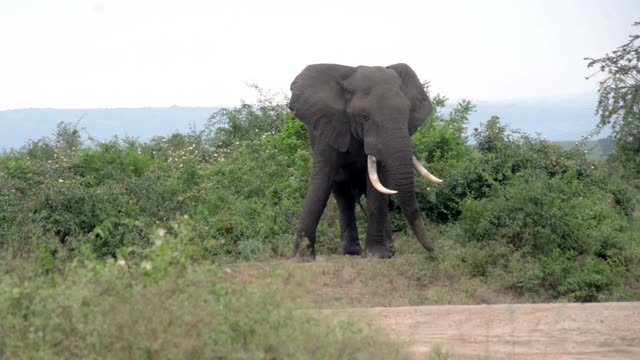 Big Tusker Facing The Camera