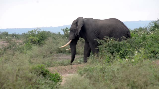 Tusker Walking Through Low Bush