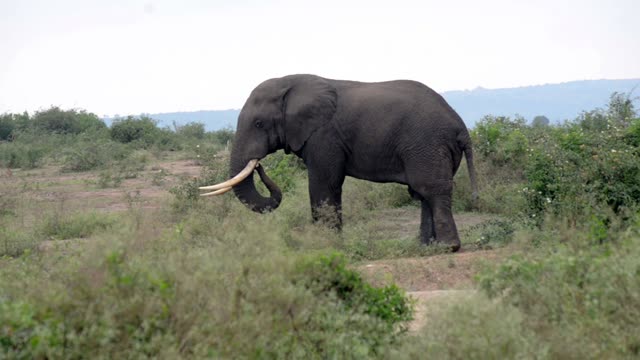 Elephant Bull In Profile Bush