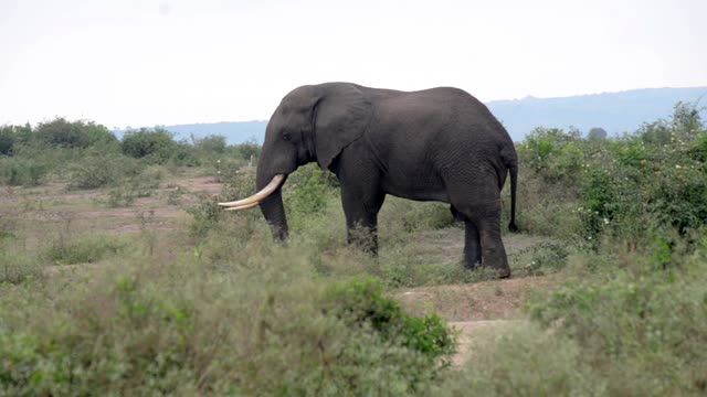 Long Tusked Elephant Side View