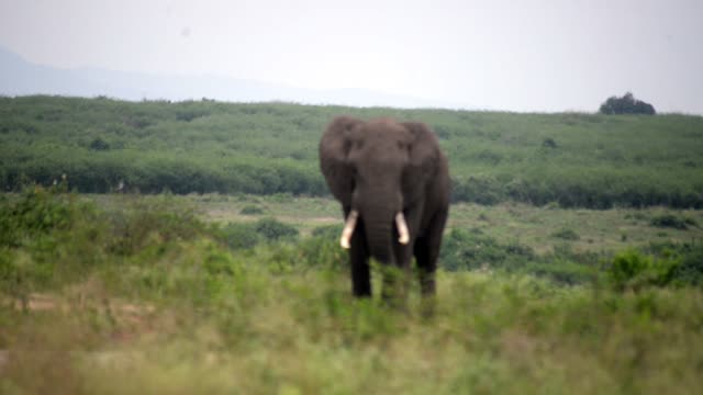 Elephant Approaching Through Grass