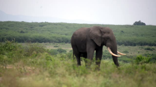 Tusker Walking Toward Camera