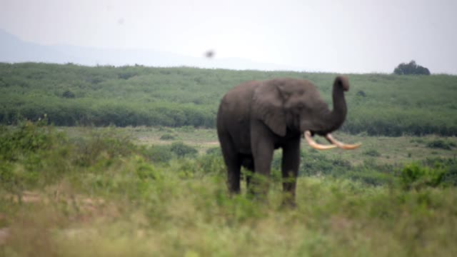Elephant Lifting Trunk In Plain