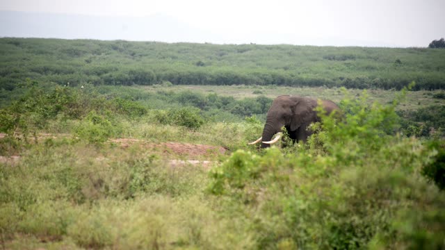 Elephant Beyond Green Bush Screen