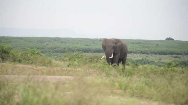 Elephant Walking Toward The Lens