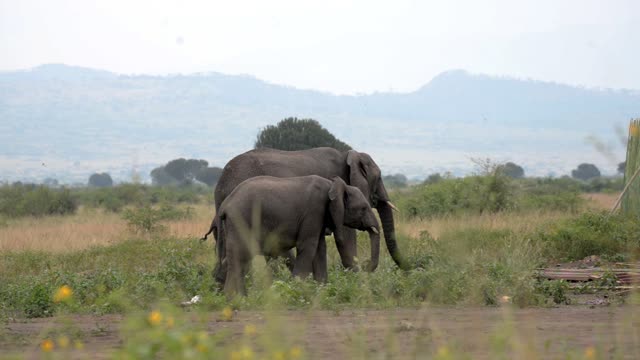 Elephant Mother And Calf Feeding