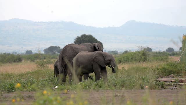 Calf Walking Beside Its Mother