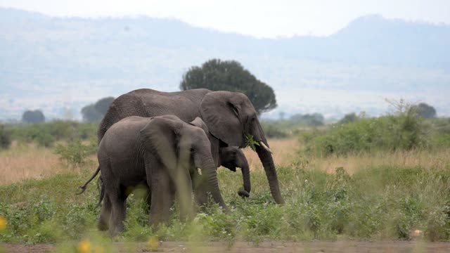 Elephant Pair Feeding Below Mountains