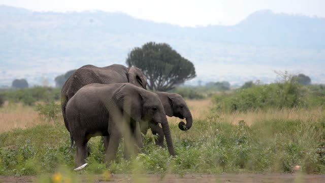 Mother And Calf In Golden Grass