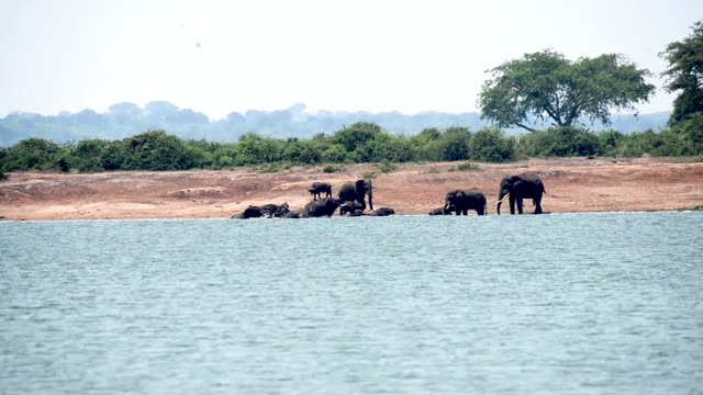 Elephants And Buffalo Sharing Shore