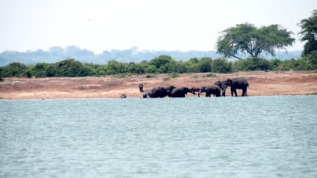 Elephants Drinking Across The Lake