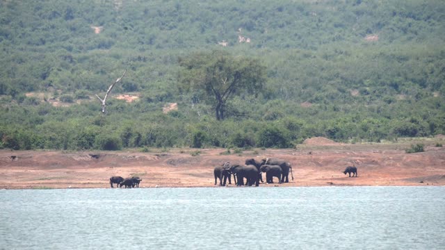 Elephant Family Below Green Hill