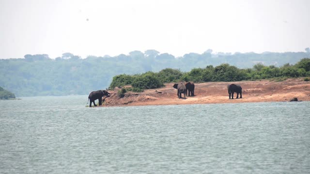 Elephants On Sandy Peninsula