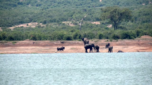 Elephant Family Near Dead Tree