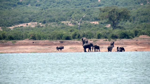 Elephants With Calves On Shore