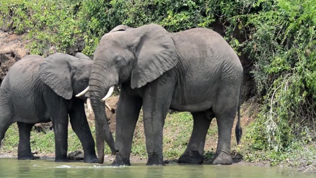 Two Elephants Drinking Close Up