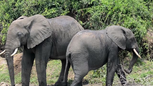 Wet Elephants Leaving The Water