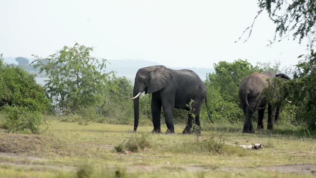 Elephants Feeding By The Lake