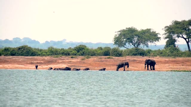 Elephants And Buffalo At Waterline
