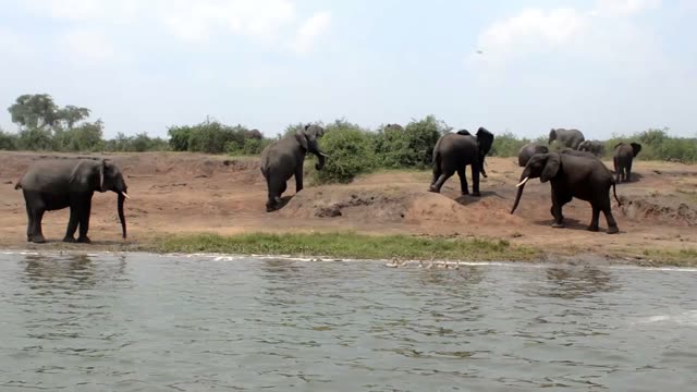 Elephants Walking The Open Flat