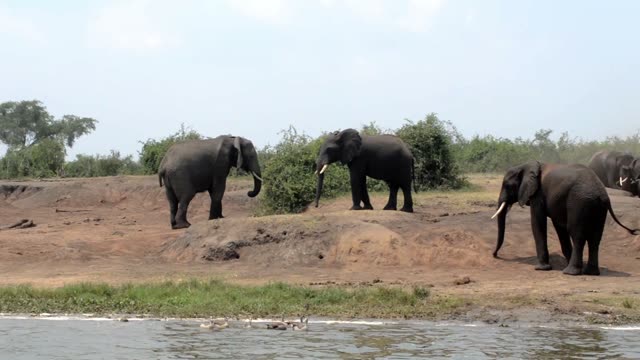 Elephant Bull Crossing The Flat