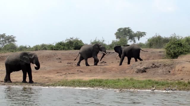 Elephants Sparring In The Water