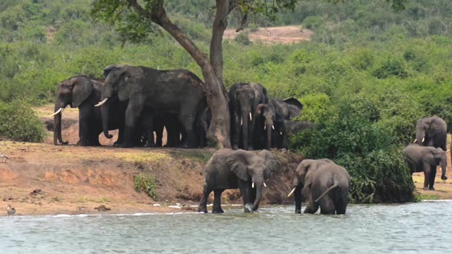 Large Elephant Herd At Waterhole