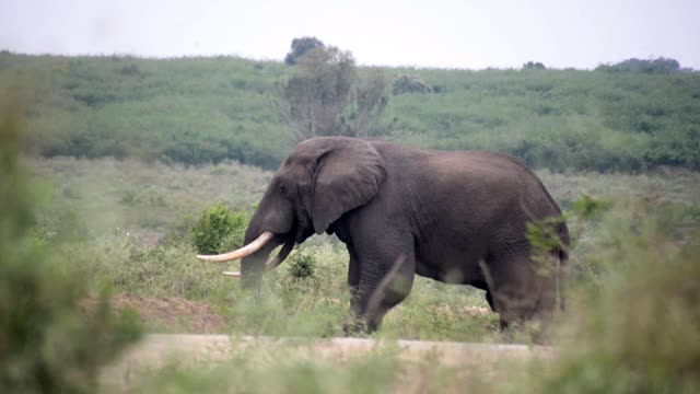 Tusker Walking Behind Green Bush