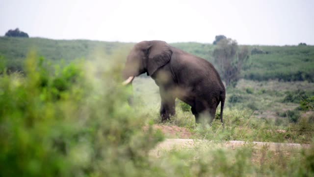 Elephant Turning Away In Bush