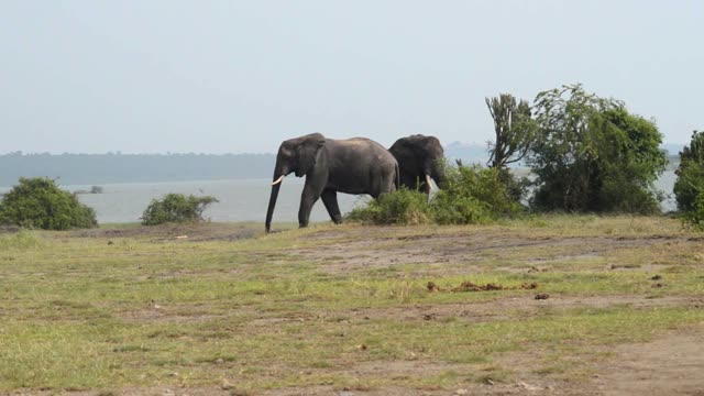 Two Elephants Walking Bare Ground