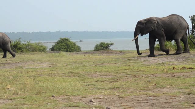 Elephant Following Another Elephant