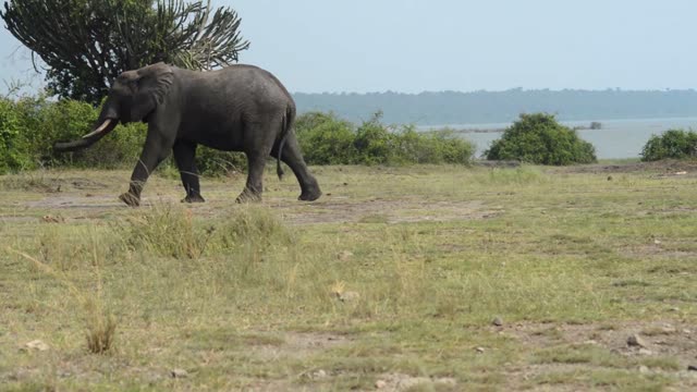 Elephant Passing Euphorbia Tree