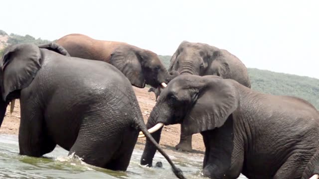 Elephants Wrestling With Trunks