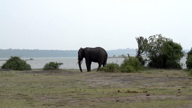 Lone Elephant On Lakeside Flat