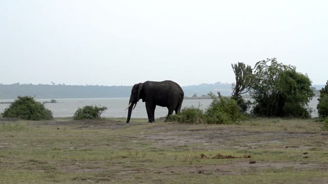 Elephant Beside Euphorbia By Lake