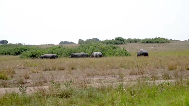 Hippos Walking Through Tall Grass
