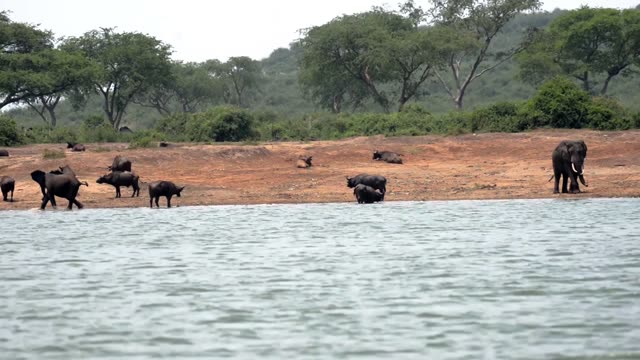 Buffalo And Elephant On Red Bank